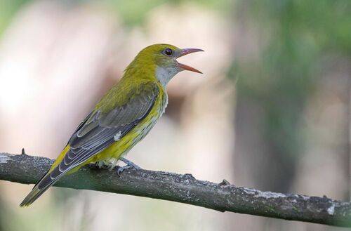 Иволга поёт