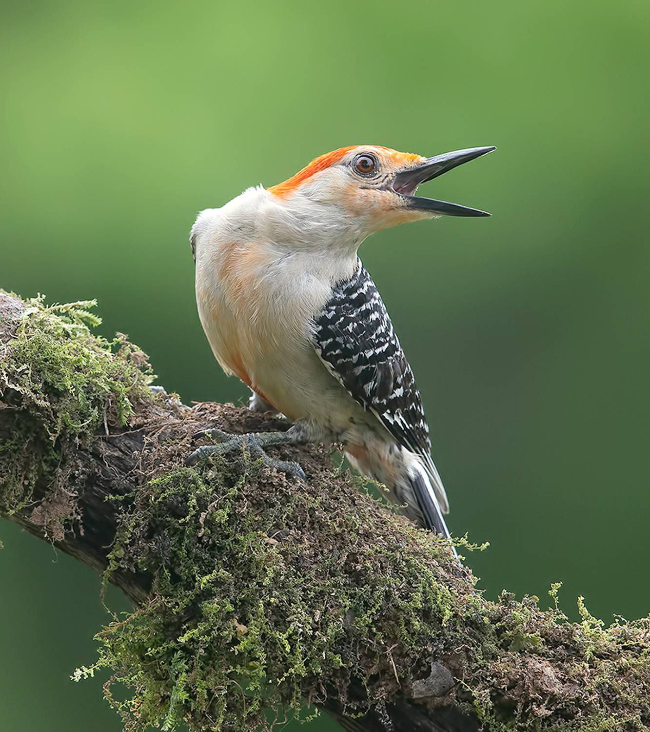 дятел, каролинский меланерпес, red-bellied woodpecker, woodpecker, Etkind Elizabeth