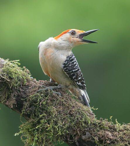 Red-bellied Woodpecker, male -Каролинский меланерпес