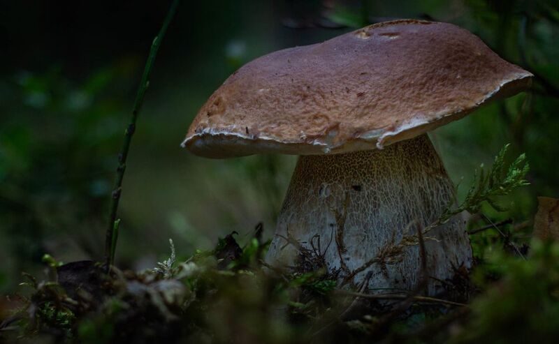 Белый гриб боровик фото превью