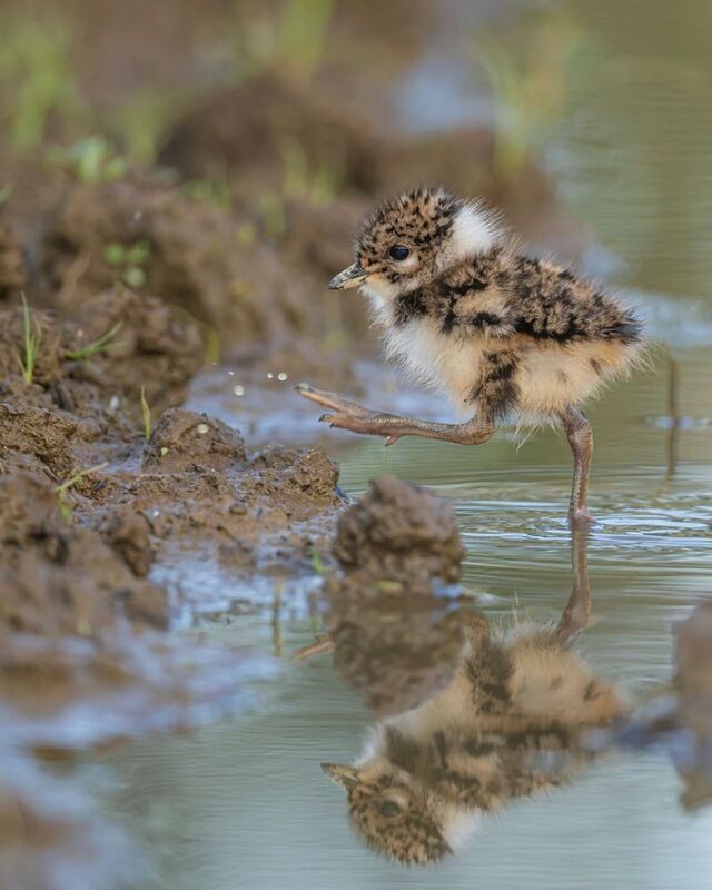 чибис, чибисенок, птицы Топает малыш фото превью