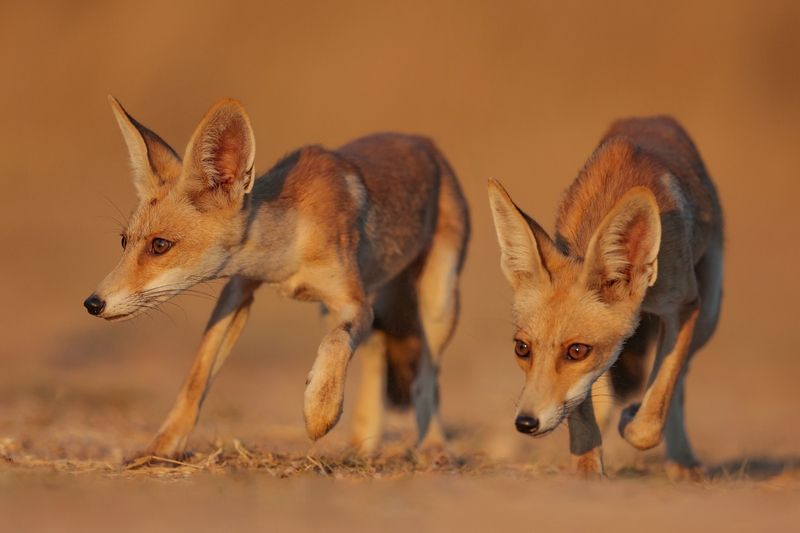 Fox family 