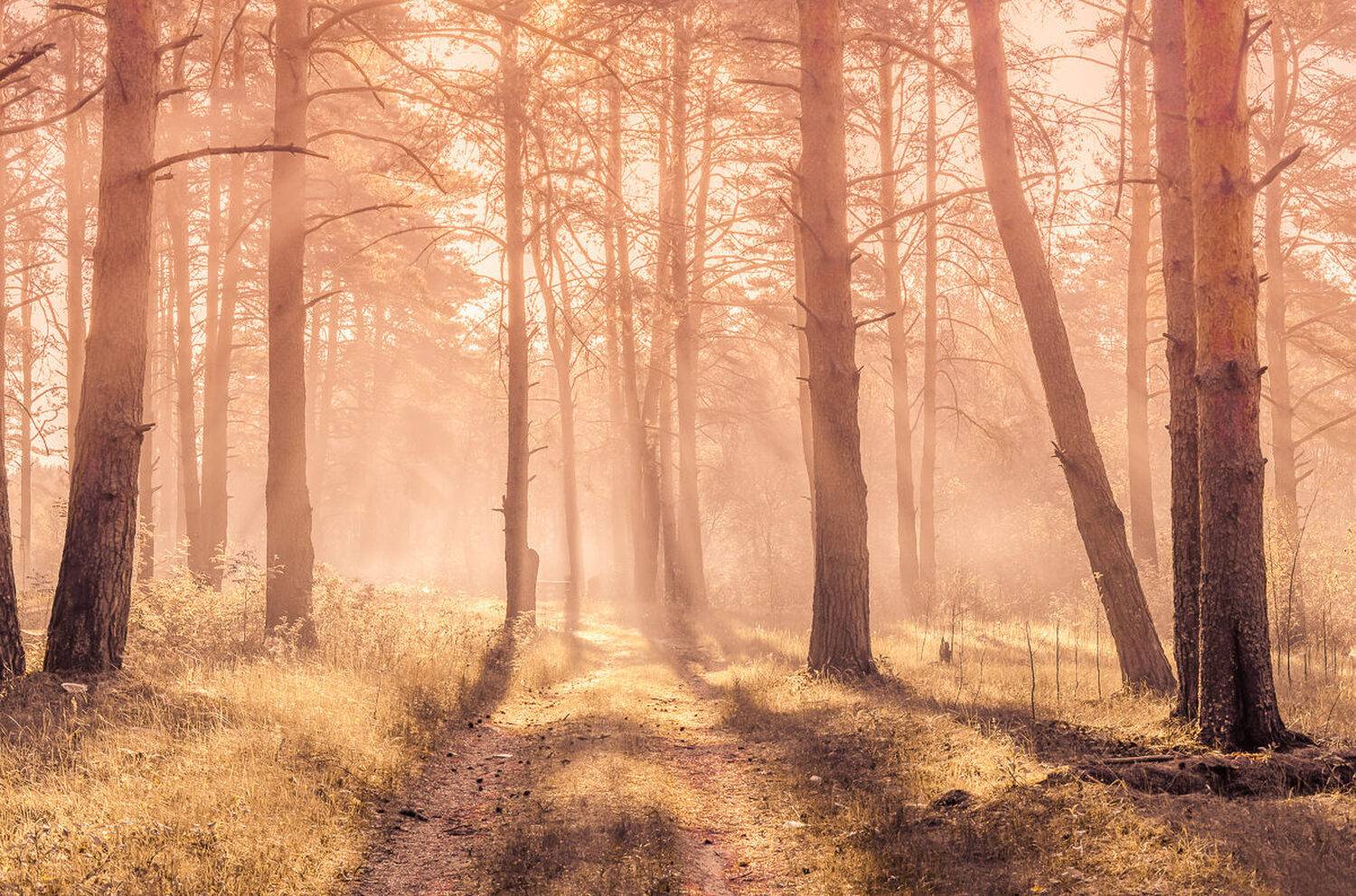 лето, природа, туман, утро, fog, morning, dawn, dew, droplets, landscape, summer, seasons, Лидия Киприч