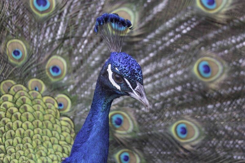 Indian peafowl фото превью