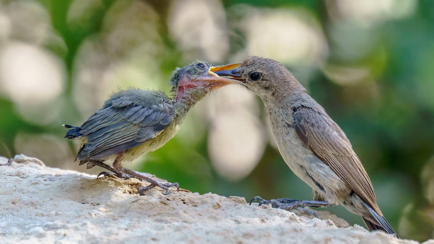, Шварцман Евгений