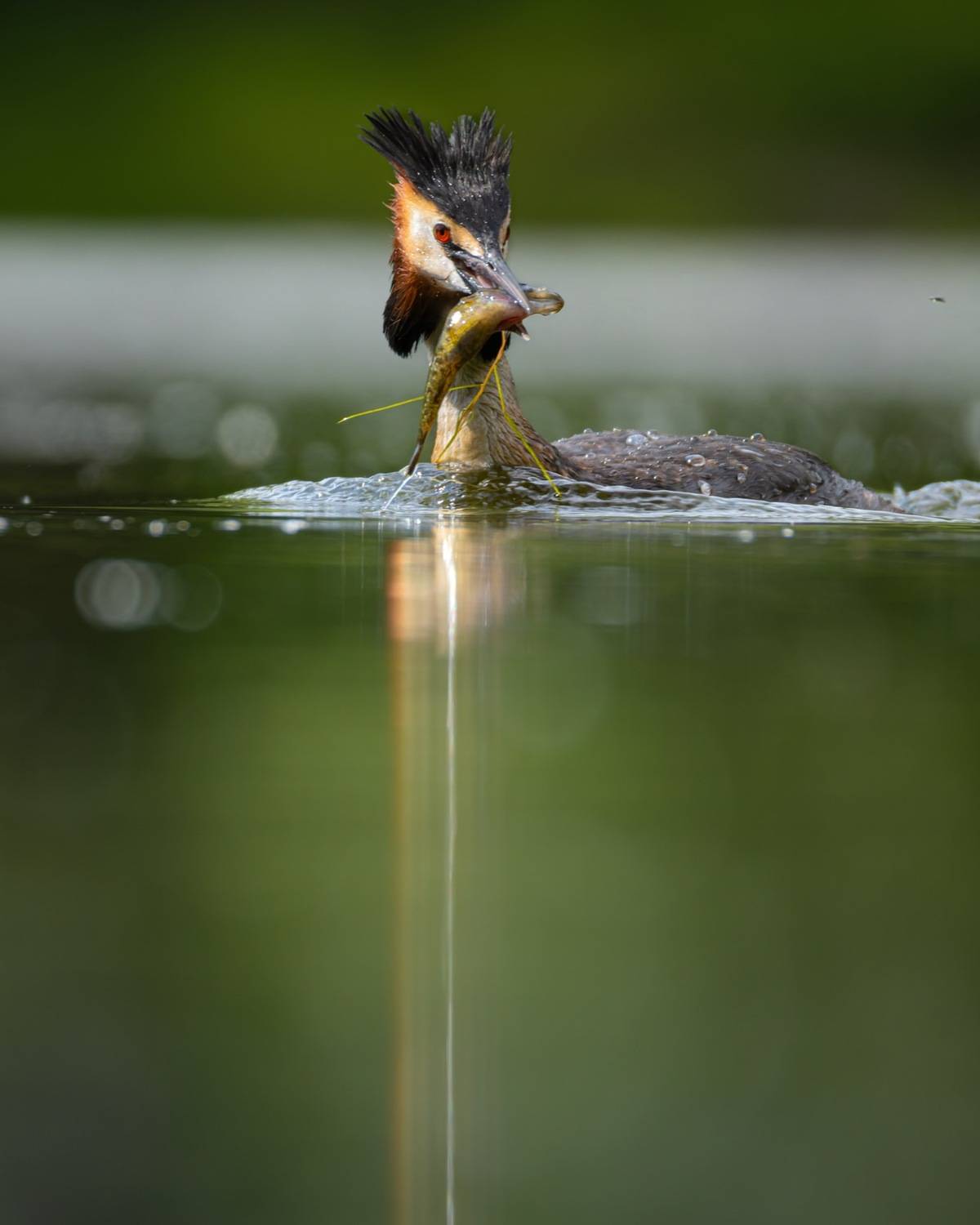 чомга, поганка, большая поганка, птицы, рыбалка, Руслан Pl
