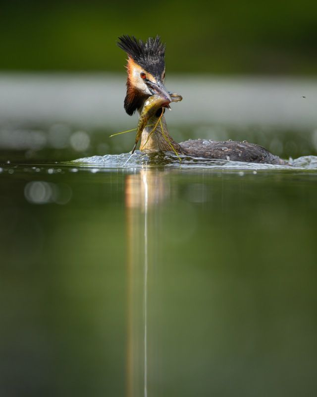 чомга, поганка, большая поганка, птицы, рыбалка Чомга фото превью