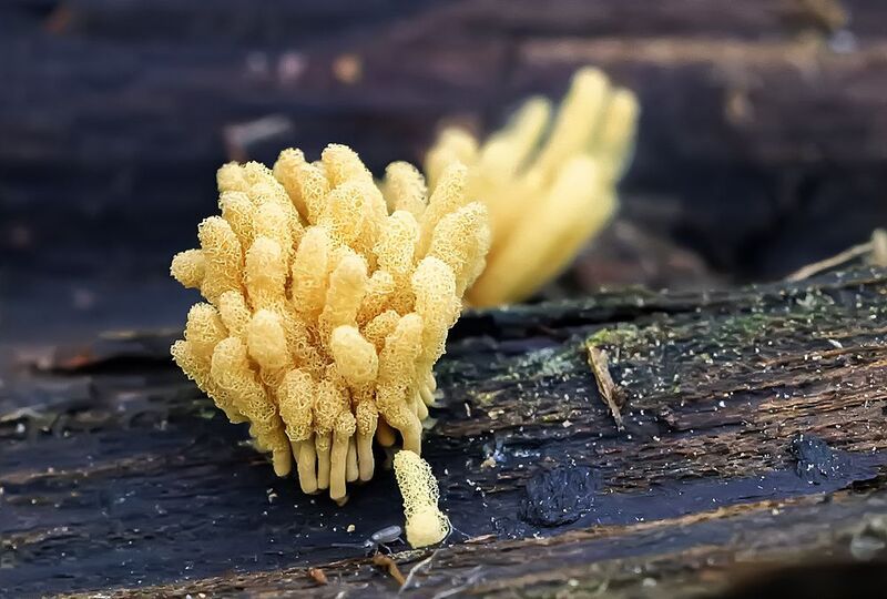 сетка капиллиция, миксомицеты, макро, арцирия Миксомицет Arcyria obvelata фото превью