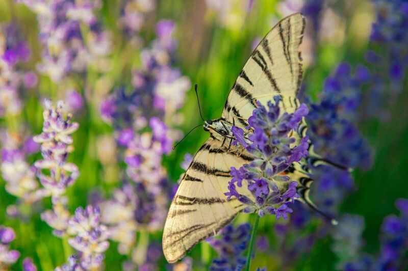 Расправь свои крылья фото превью