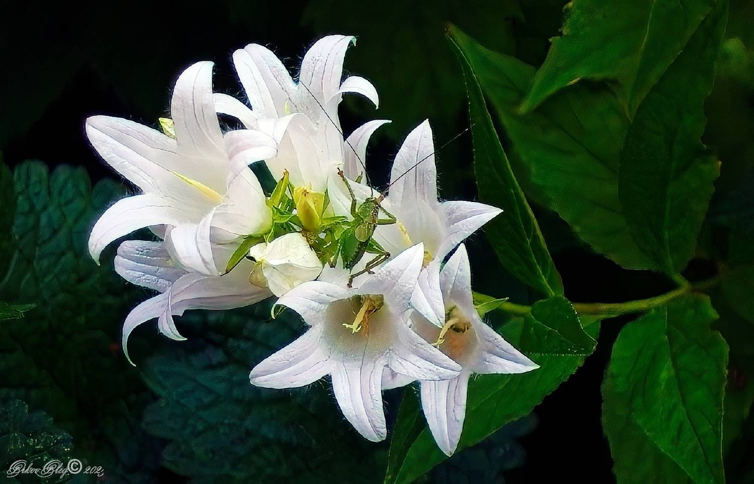 , Орлов Олег