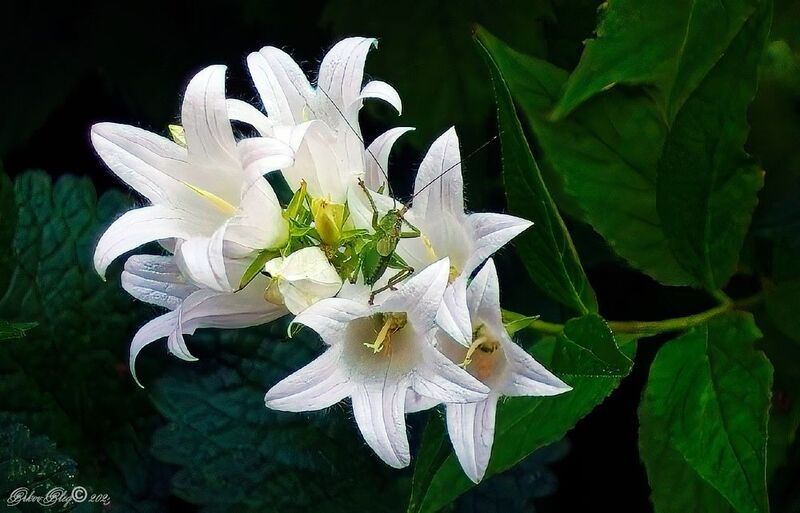 *** фото превью