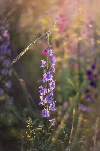 Пробуждение дельфиниума 