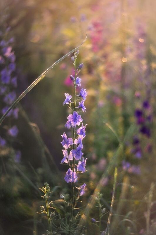 лето, цветы, утро, дельфиниум, природа Пробуждение дельфиниума  фото превью