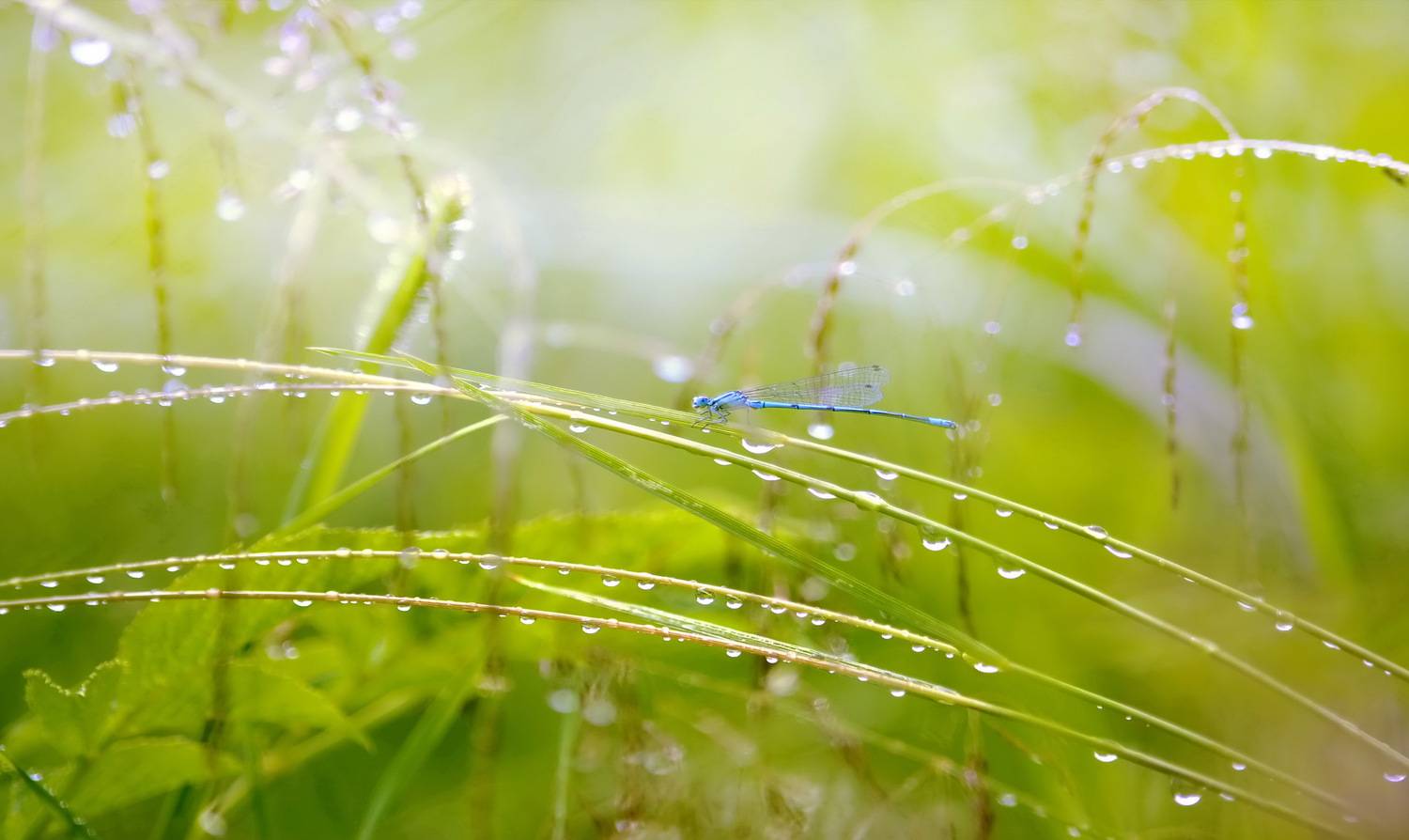 , Сергей Клапишевский