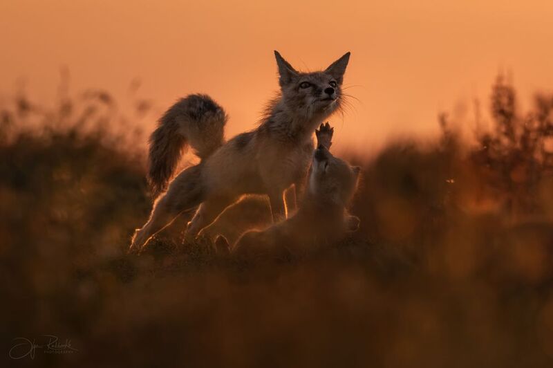 корсак, калмыкия, степная лиса, лиса, лис, лисенок, корсачонок, дикая природа, wildanimals, корсачата, vilpus corsac, corsac, корсаки, маныч, маныч-гудило, черные земли Потягушки фото превью