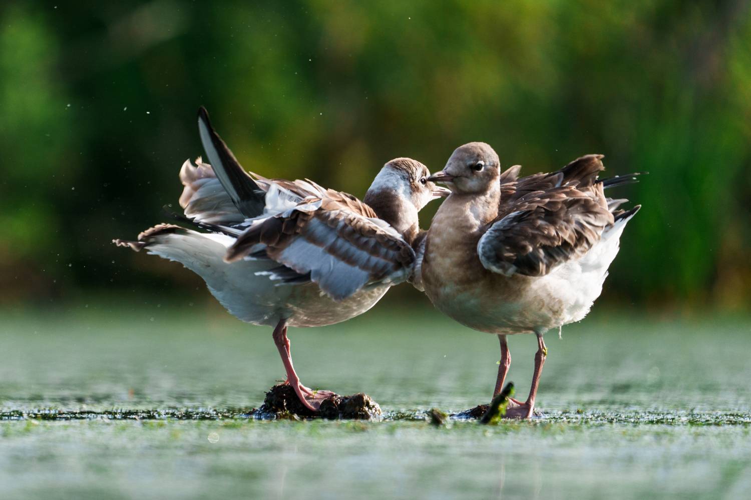 чайка, Велин Александр