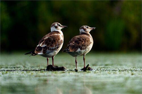 Любопытство