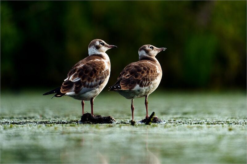 чайка Любопытство фото превью
