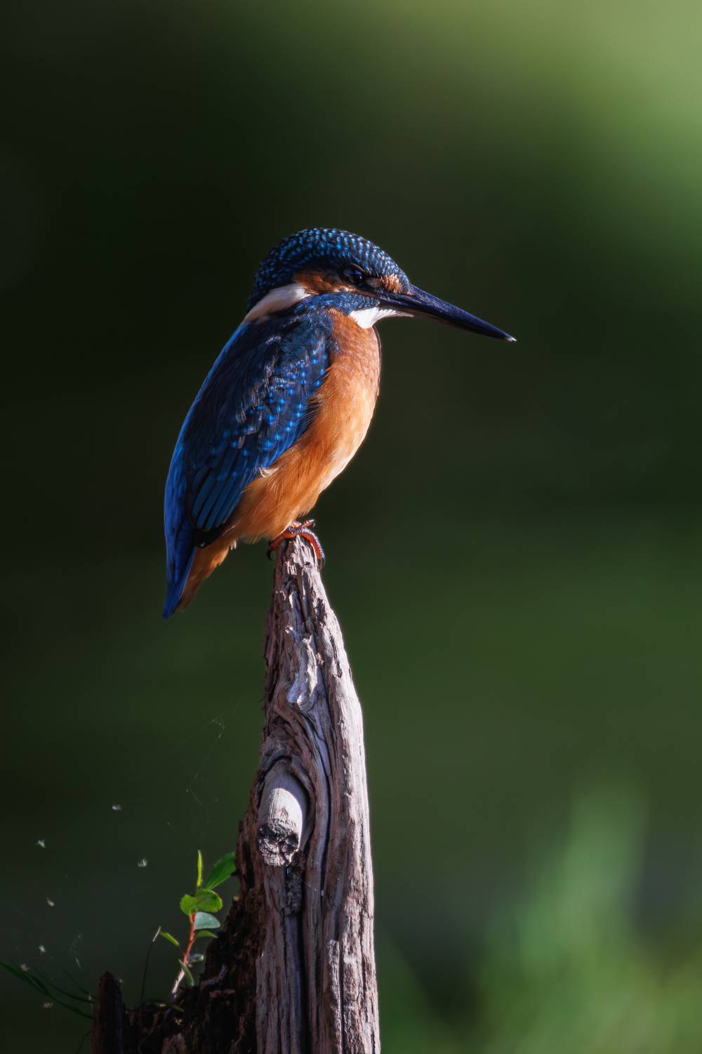 , Гильманов Артур