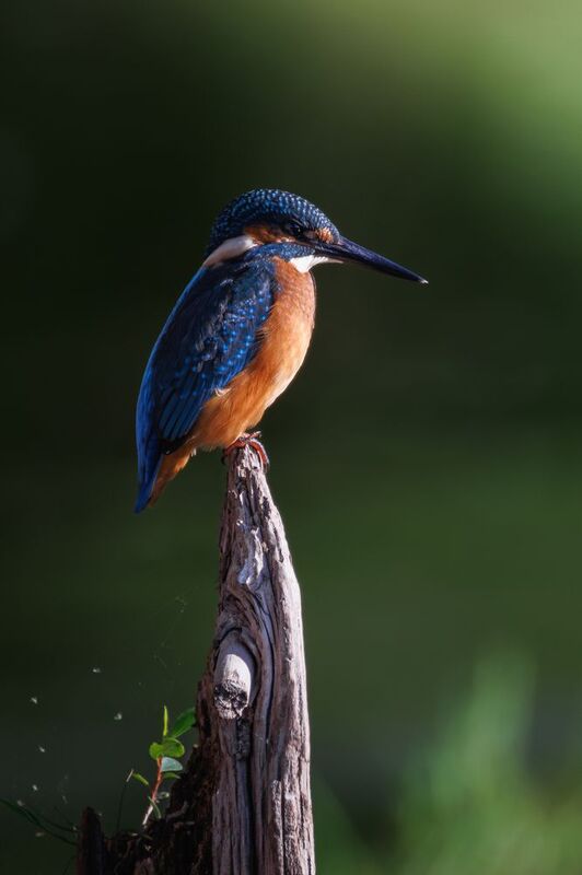 Зимородок фото превью