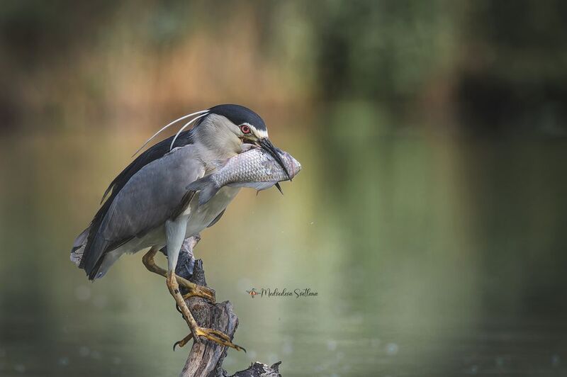На зависть рыбакам. фото превью