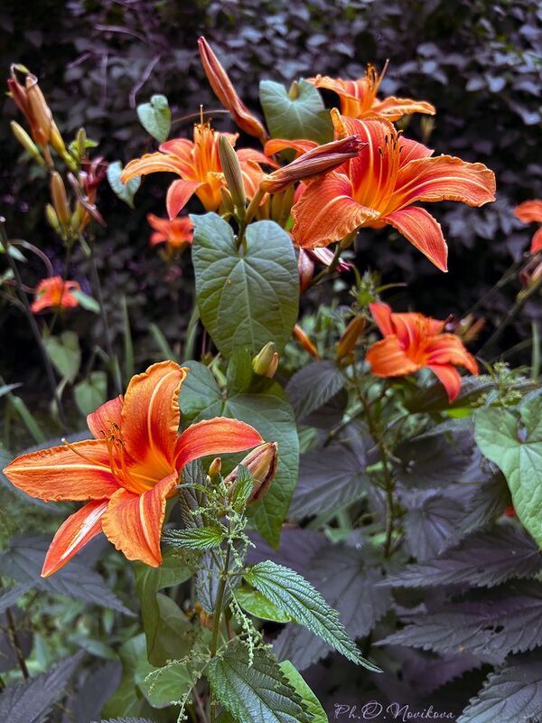 *** фото превью