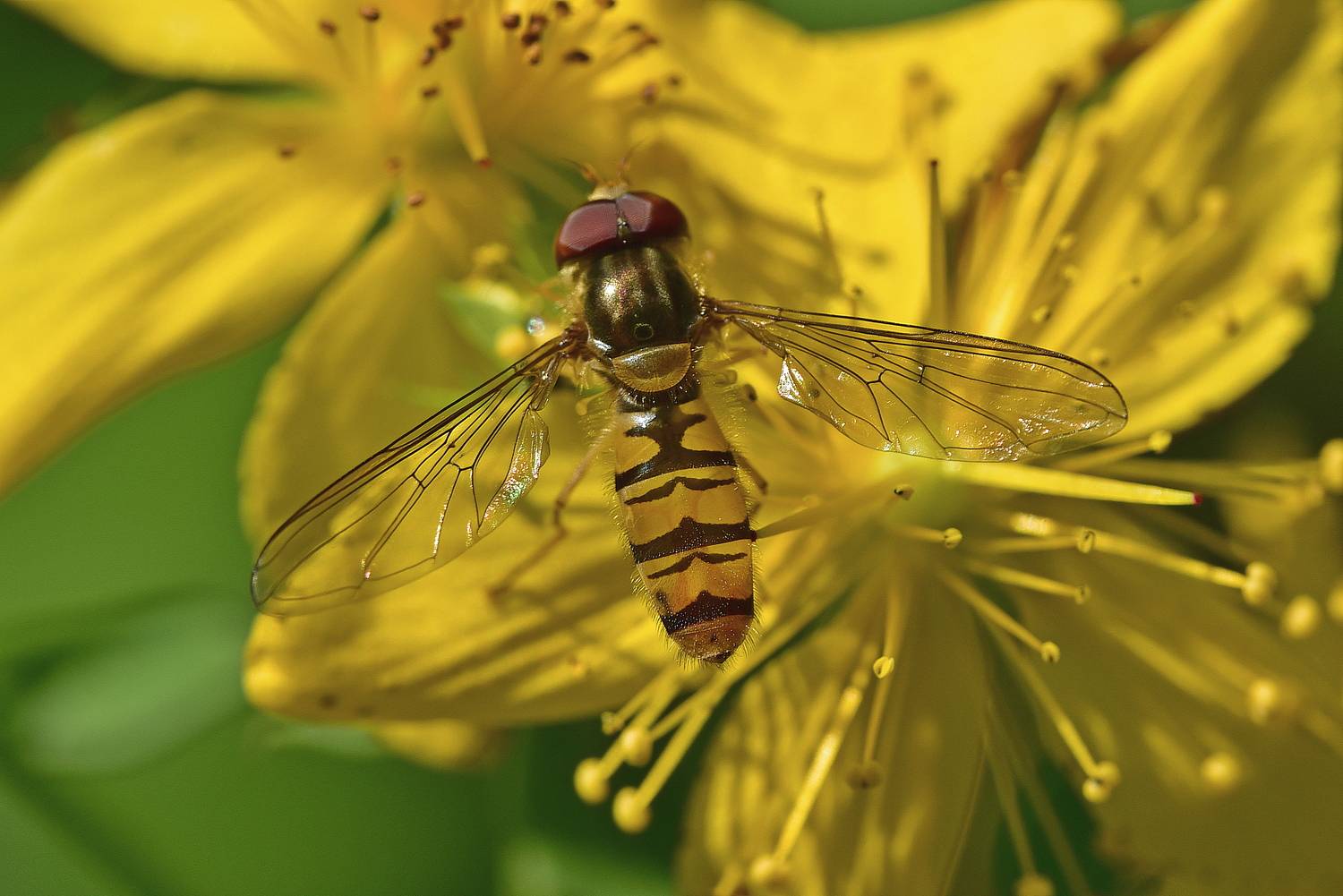 , Корнейчук Игорь