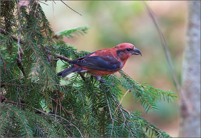 москва, парк, клёст, птица *  *  * фото превью