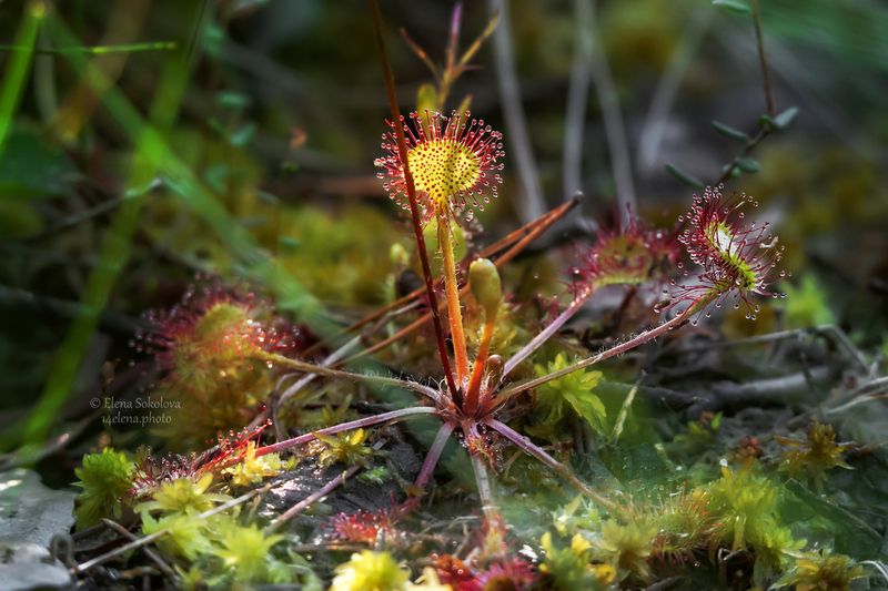 росянка, растение, лето Росянка фото превью