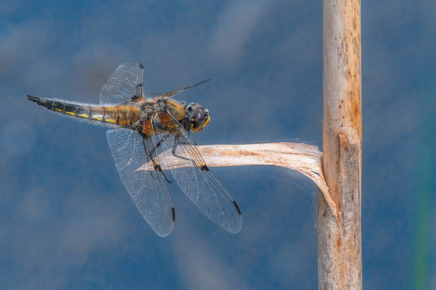 , Алексеев Сергей
