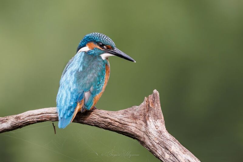 зимородок Молодой рыбак фото превью