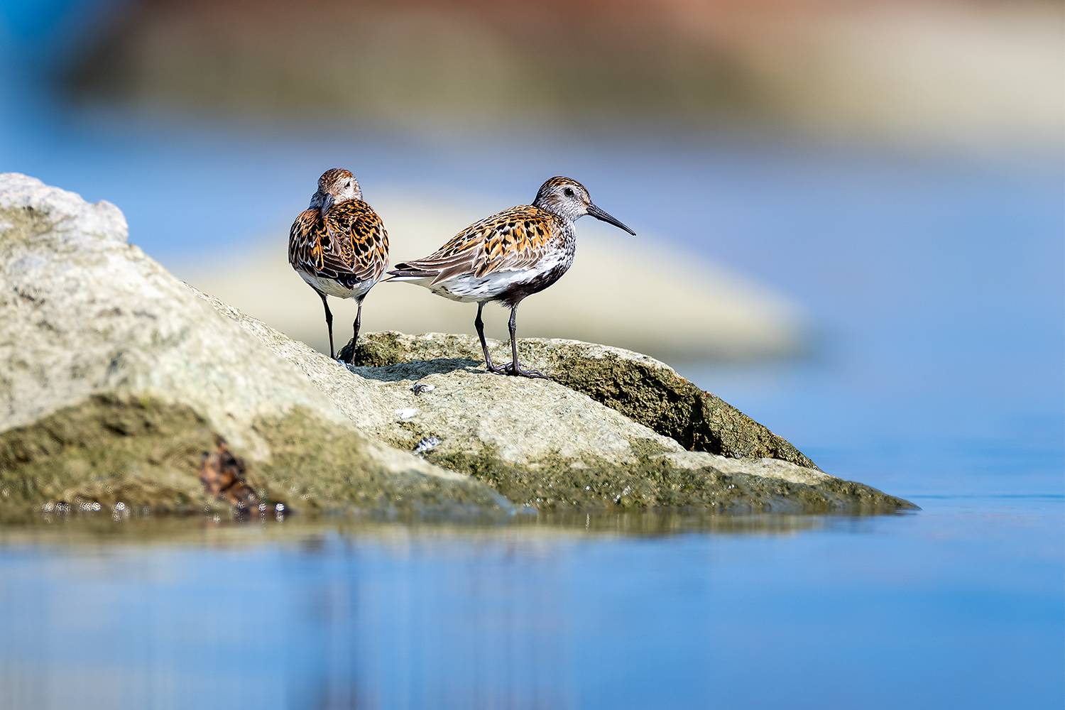 , Абросимов Александр