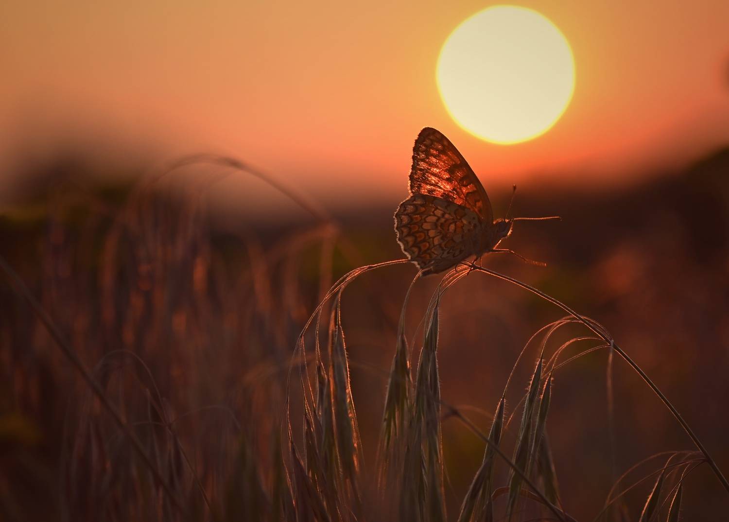 , Герчев Николай