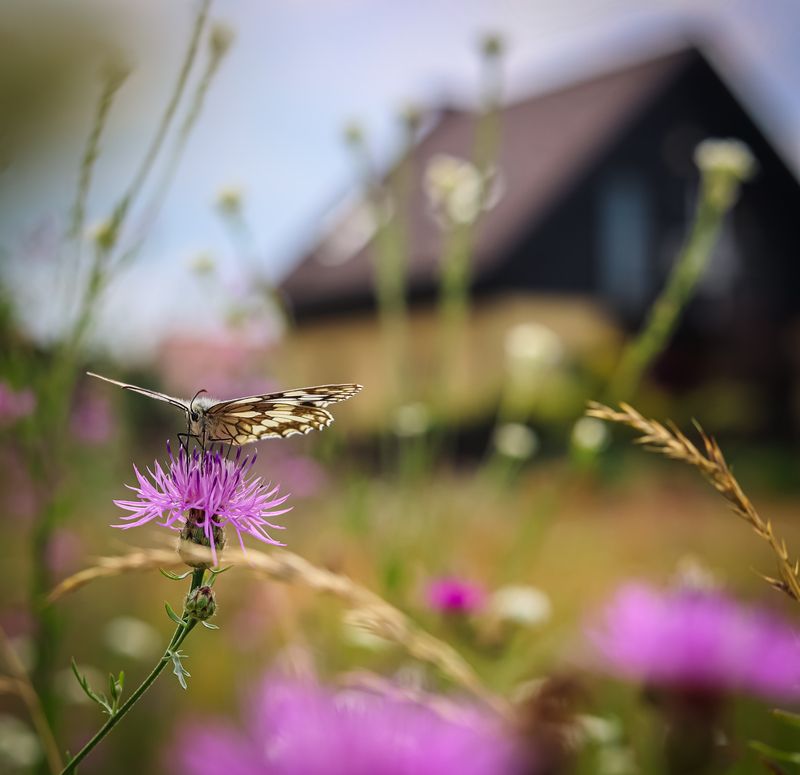 ... фото превью