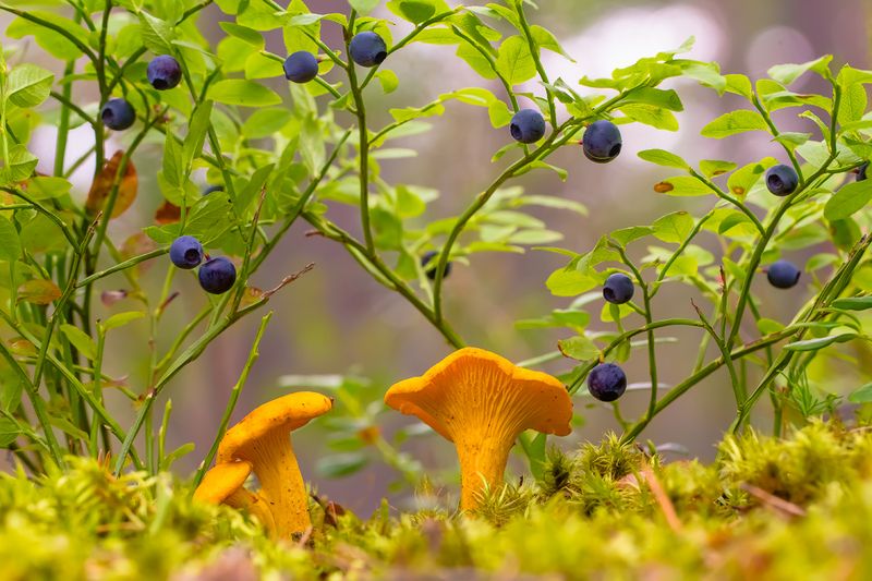 .... фото превью