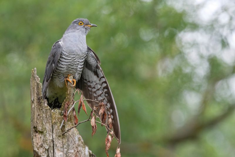 кукушка, птицы, весна, лето, природа, фотоохота Кукушка фото превью