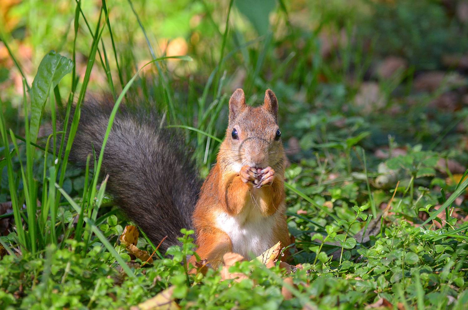 белка обыкновенная, векша, sciurus vulgaris, КарОл