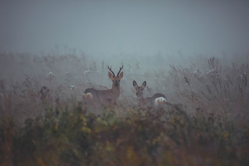 Сумеречная парочка фото превью