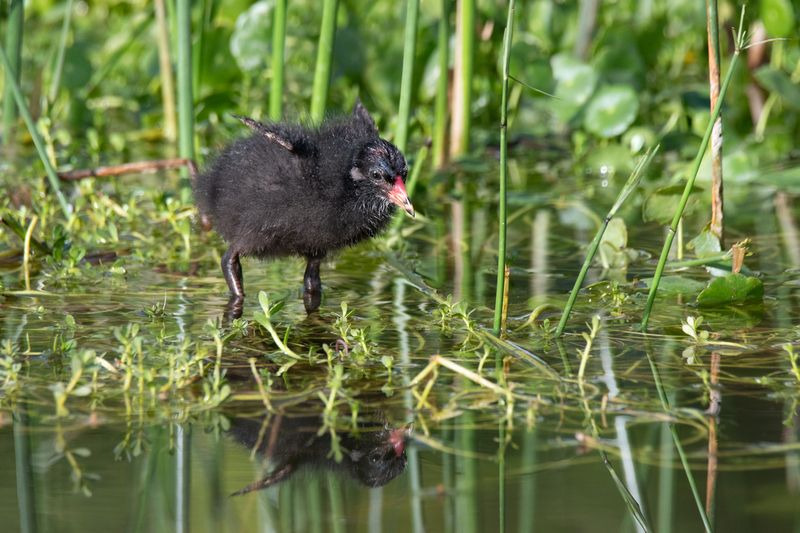 *** фото превью