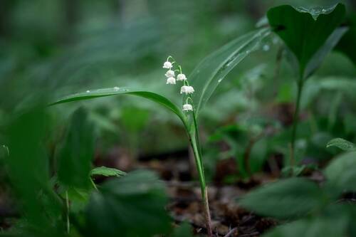 Ландыш в лесу