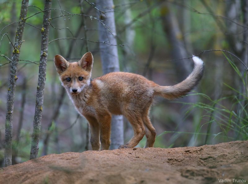 лисёнок,  fox Лисенок фото превью