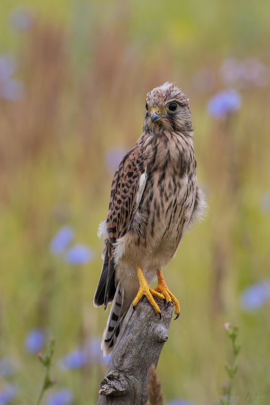 пустельга, птицы, пернатые Юная пустельга фото превью