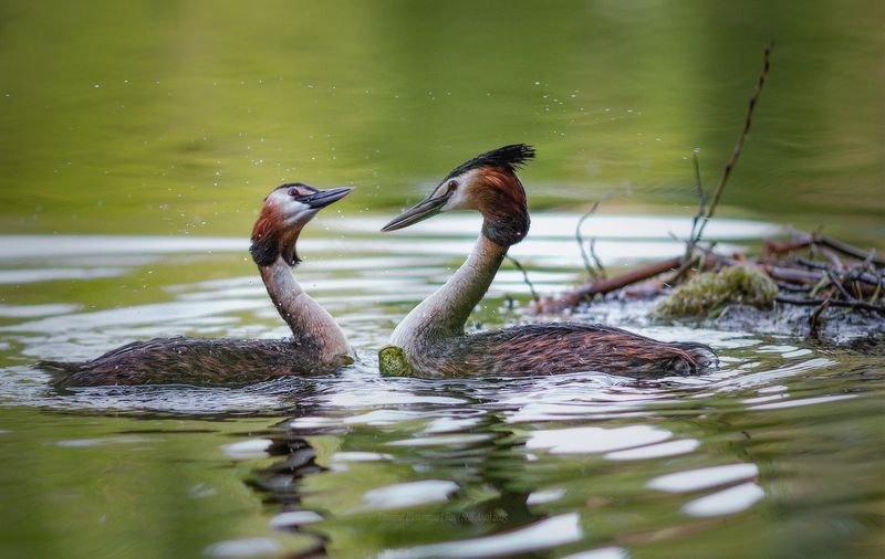 чомга, птицы, царское село, пушкин, большая поганка, поганка, чомги, нижний парк, отдельный парк Между делом) фото превью