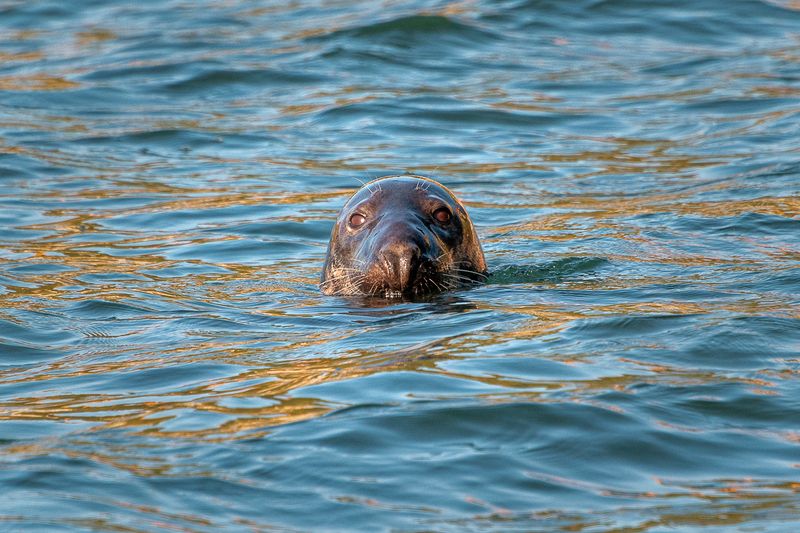 Seal фото превью