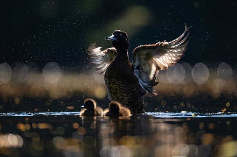 нырок, хохлатая чернеть, утенок, птицы, контражур  фото превью