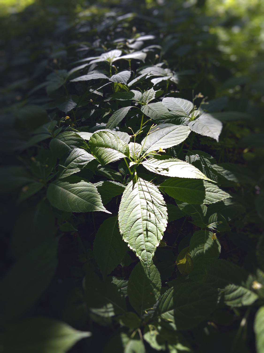 лес, листва, свет, Валерий Вождаев