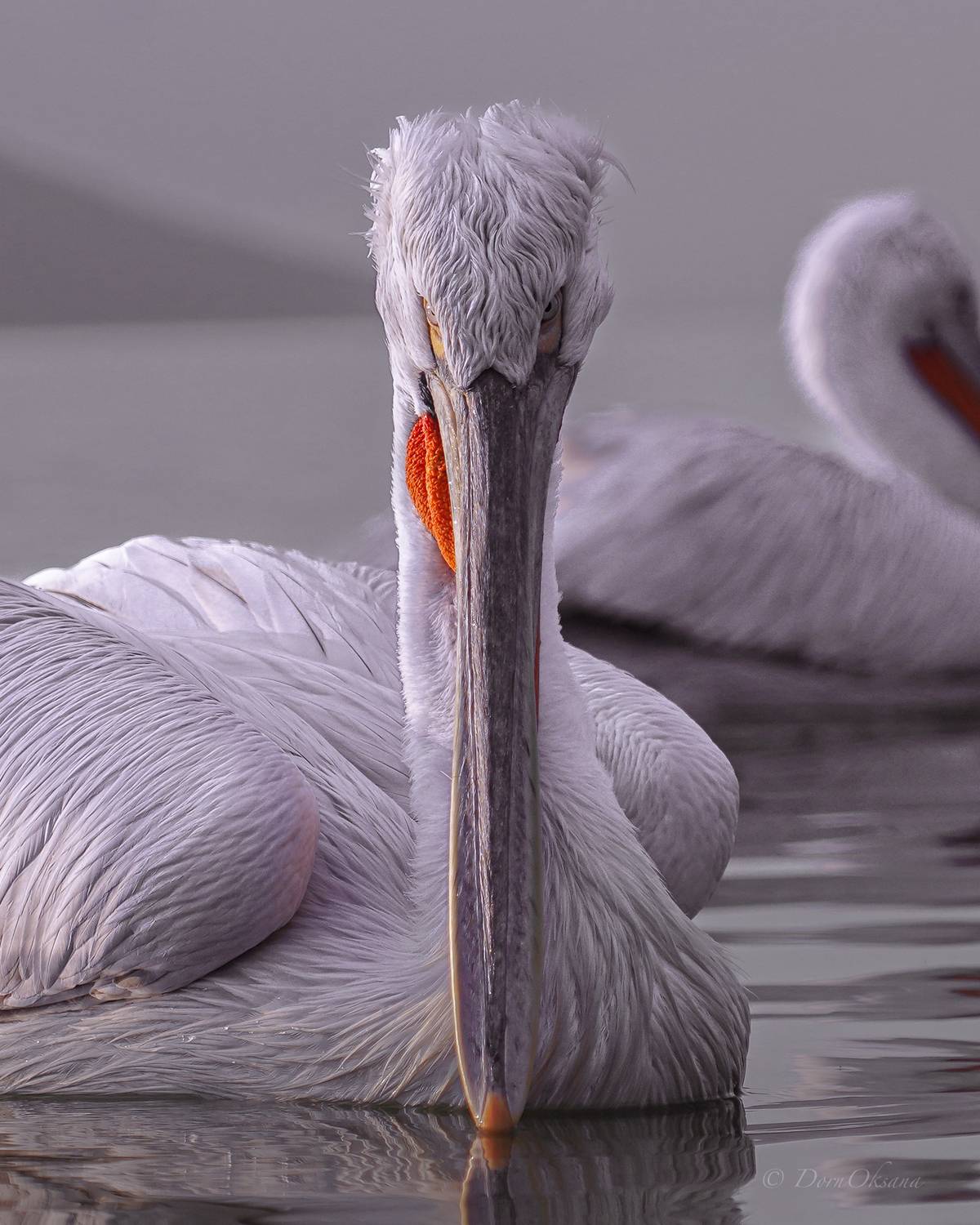 далматинский, кудрявый, пеликан, птицы, dalmatian, pelican, birds, Дорн Оксана