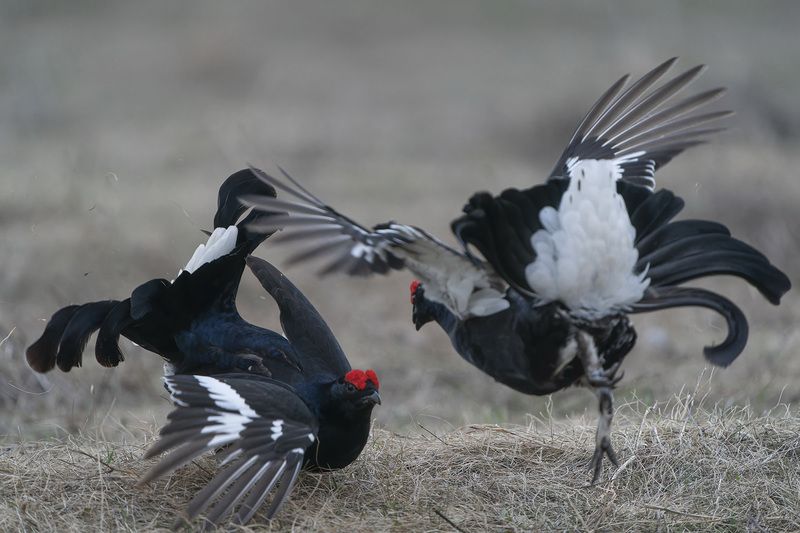 природа, путешествия, весна, ток, тетерев, птицы Тетеревиный балет фото превью