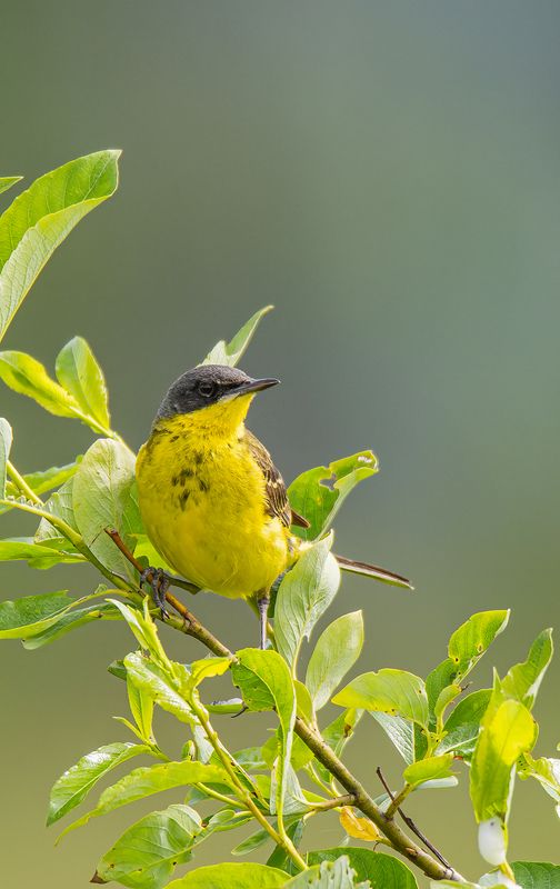 Лимончик :) фото превью