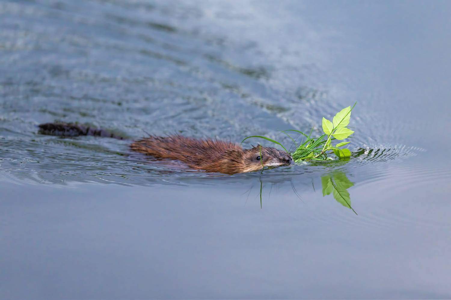 ондатра, Наталья